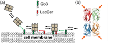 Fig. 1_LecA glycan schematic