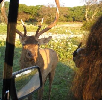 red deer approaches vehicle; photo by Jane Packard